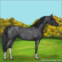 Horse Color:Blue Roan  and Blue Roan 