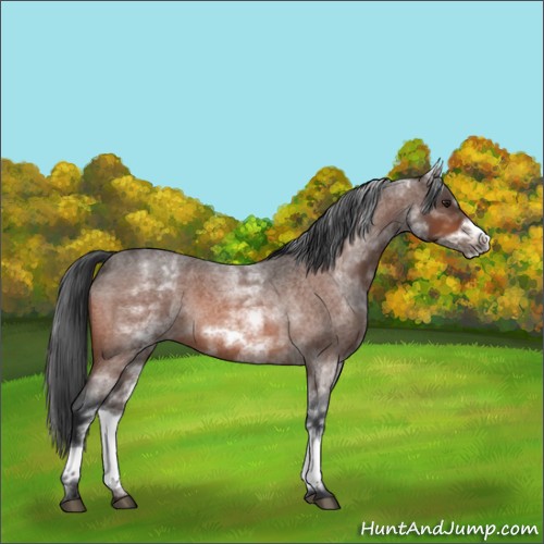 Horse Color:White Spotted Brown Roan Frame 