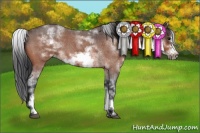 Horse Color:White Spotted Bay Roan Frame 