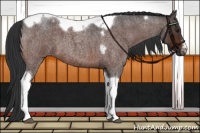 Horse Color:Brown Roan Tobiano Frame