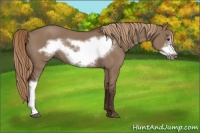 Horse Color:Liver Red Dun Frame Rabicano 