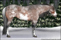Horse Color:White Spotted Bay Roan Frame 