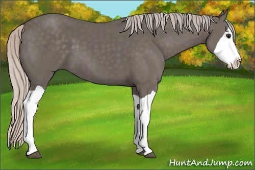 Horse Color:Silver Black Splash
