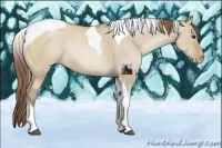 Horse Color:Grullo Pearl Sabino Tobiano
