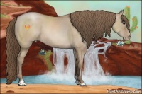 Horse Color:Grullo Pearl Sabino