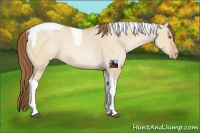 Horse Color:Brown Pearl Dun Sabino Tobiano