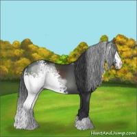 Horse Color:White Spotted Black 