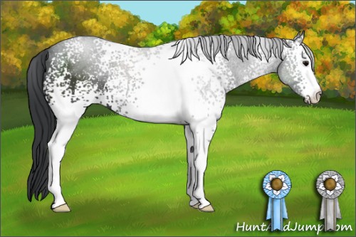 Horse Color:White Spotted Black
