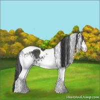 Horse Color:White Spotted Black Tobiano 
