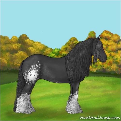 Horse Color:White Spotted Black Sabino Rabicano 