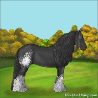 Horse Color:White Spotted Black Sabino Rabicano 