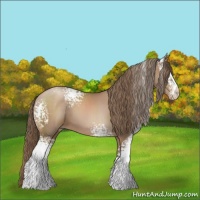 Horse Color:White Spotted Black Pearl Sabino 