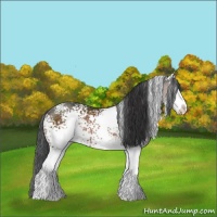 Horse Color:White Spotted Brown Sabino Rabicano 