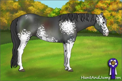 Horse Color:White Spotted Black Sabino Rabicano