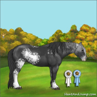 Horse Color:White Spotted Black 