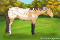 Horse Color:White Spotted Buckskin Blanket 
