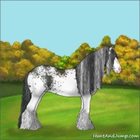 Horse Color:White Spotted Black