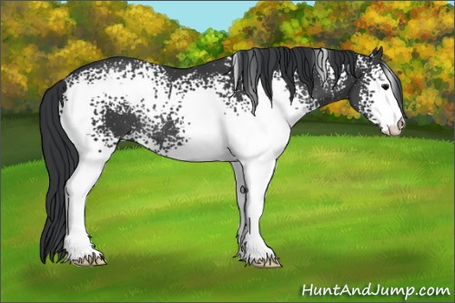 Horse Color:White Spotted Black Rabicano 