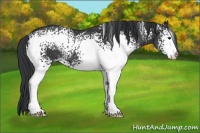 Horse Color:White Spotted Black Rabicano 