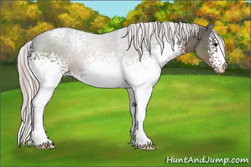 Horse Color:White Spotted Silver Black Sabino 