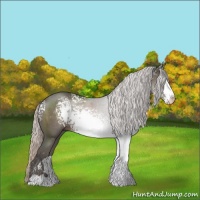 Horse Color:White Spotted Silver Black Sabino