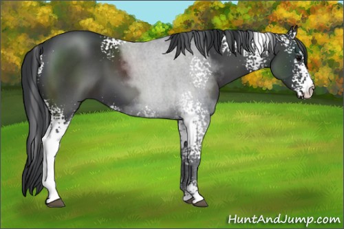 Horse Color:White Spotted Black Sabino 