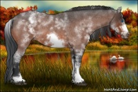 Horse Color:White Spotted Bay Roan Frame