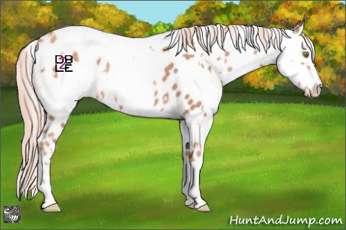 Horse Color:Gold Champagne Appaloosa and Gold Champagne Dun Appaloosa