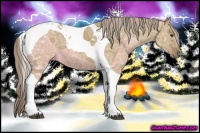 Horse Color:Chocolate Palomino Ice Dun Tobiano 