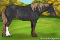 Horse Color:Liver Chestnut Rabicano 