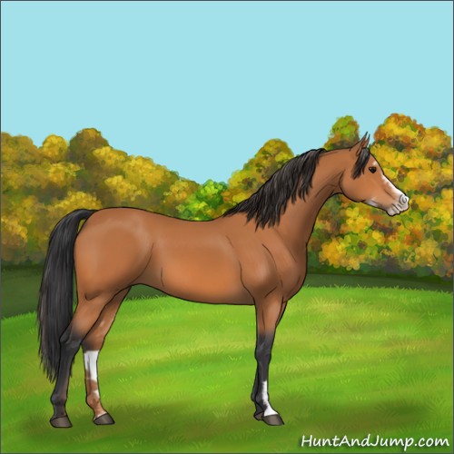 Horse Color:Bay Sabino 