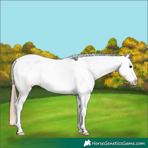 Horse Color:Black Appaloosa 