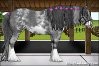 Horse Color:White Spotted Blue Roan Frame