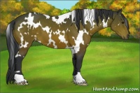 Horse Color:White Spotted Bay 