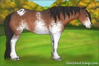 Horse Color:White Spotted Brown Appaloosa 