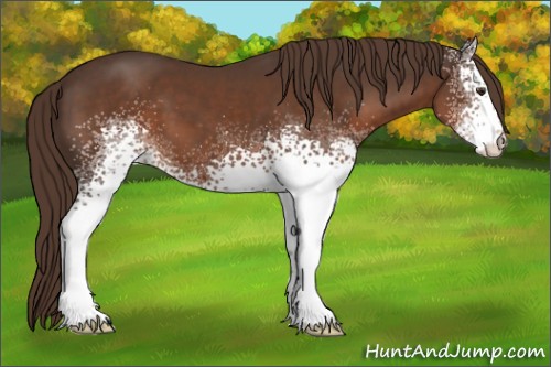 Horse Color:White Spotted Liver Chestnut 