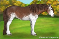 Horse Color:White Spotted Liver Chestnut 