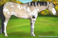 Horse Color:White Spotted Bay Dun Sabino 