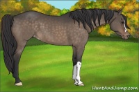 Horse Color:Brown Dun Appaloosa