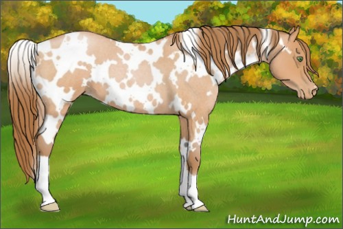 Horse Color:White Spotted Bay Roan Pearl 