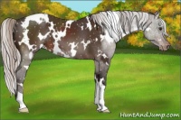 Horse Color:White Spotted Silver Brown Snowflake Varnish 