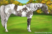 Horse Color:White Spotted Silver Black 