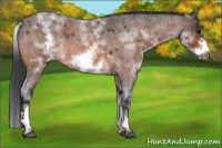 Horse Color:White Spotted Brown Roan Frame 
