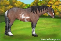 Horse Color:White Spotted Brown Roan Frame 