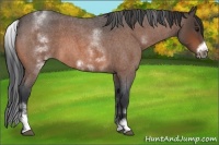 Horse Color:White Spotted Bay Roan Frame