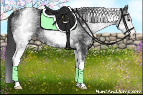 Horse Color:White Spotted Black Appaloosa