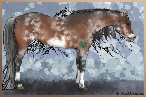 Horse Color:White Spotted Brown Roan Frame