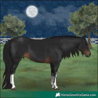 Horse Color:Gray White Spotted Brown