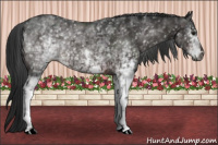 Horse Color:Gray White Spotted Brown 