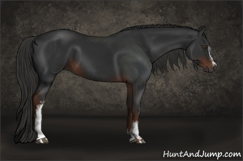 Horse Color:Gray White Spotted Liver Chestnut 